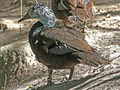 White-winged Duck